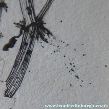 Load image into Gallery viewer, Scottish Art for Sale. Jane Hyslop Drawing of Wildflowers and Plants

