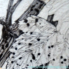 Load image into Gallery viewer, Scottish Art for Sale. Jane Hyslop Drawing of Wildflowers and Plants
