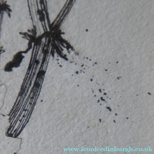 Load image into Gallery viewer, Scottish Art for Sale. Jane Hyslop Drawing of Wildflowers and Plants
