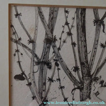 Load image into Gallery viewer, Scottish Art for Sale. Jane Hyslop Drawing of Wildflowers and Plants
