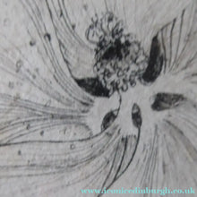 Load image into Gallery viewer, Scottish Art for Sale. Jane Hyslop Drawing of Wildflowers and Plants
