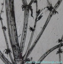 Load image into Gallery viewer, Scottish Art for Sale. Jane Hyslop Drawing of Wildflowers and Plants
