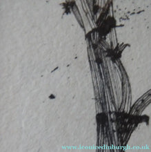 Load image into Gallery viewer, Scottish Art for Sale. Jane Hyslop Drawing of Wildflowers and Plants
