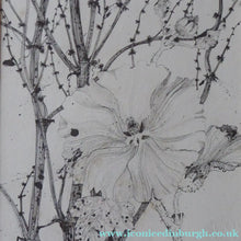Load image into Gallery viewer, Scottish Art for Sale. Jane Hyslop Drawing of Wildflowers and Plants

