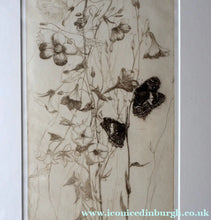 Load image into Gallery viewer, SCOTTISH ART: Katherine (Kate) Cameron (1874- 1965). Large 1920s Etching with Butterflies and Harebells. SIGNED
