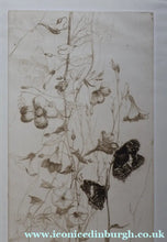 Load image into Gallery viewer, SCOTTISH ART: Katherine (Kate) Cameron (1874- 1965). Large 1920s Etching with Butterflies and Harebells. SIGNED
