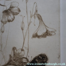 Load image into Gallery viewer, SCOTTISH ART: Katherine (Kate) Cameron (1874- 1965). Large 1920s Etching with Butterflies and Harebells. SIGNED
