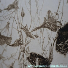 Load image into Gallery viewer, SCOTTISH ART: Katherine (Kate) Cameron (1874- 1965). Large 1920s Etching with Butterflies and Harebells. SIGNED

