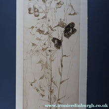 Load image into Gallery viewer, SCOTTISH ART: Katherine (Kate) Cameron (1874- 1965). Large 1920s Etching with Butterflies and Harebells. SIGNED
