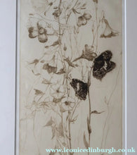 Load image into Gallery viewer, SCOTTISH ART: Katherine (Kate) Cameron (1874- 1965). Large 1920s Etching with Butterflies and Harebells. SIGNED
