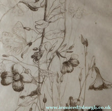 Load image into Gallery viewer, SCOTTISH ART: Katherine (Kate) Cameron (1874- 1965). Large 1920s Etching with Butterflies and Harebells. SIGNED
