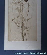 Load image into Gallery viewer, SCOTTISH ART: Katherine (Kate) Cameron (1874- 1965). Large 1920s Etching with Butterflies and Harebells. SIGNED

