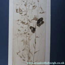 Load image into Gallery viewer, SCOTTISH ART: Katherine (Kate) Cameron (1874- 1965). Large 1920s Etching with Butterflies and Harebells. SIGNED
