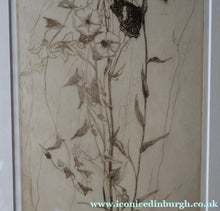 Load image into Gallery viewer, SCOTTISH ART: Katherine (Kate) Cameron (1874- 1965). Large 1920s Etching with Butterflies and Harebells. SIGNED
