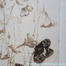 Load image into Gallery viewer, SCOTTISH ART: Katherine (Kate) Cameron (1874- 1965). Large 1920s Etching with Butterflies and Harebells. SIGNED
