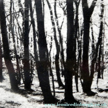 Load image into Gallery viewer, Norman McBeath Artist's Proof Photogravure. Trees in a Wood Signed
