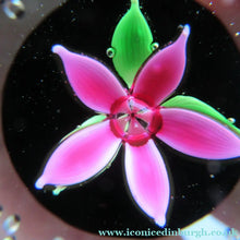 Load image into Gallery viewer, SCOTTISH GLASS. Vintage 1970s Caithness Glass Paperweight Entitled ’Flower in the Rain’ PINK Flower (Boxed)
