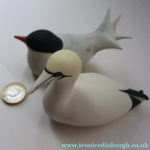 Load image into Gallery viewer, Scottish Pottery. 1970s Arran Pottery Birds. A Gannet and an Artic Tern - Scottish Pottery

