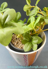 Load image into Gallery viewer, Rarer 1950s Buchan Stoneware Plant Pot. Stylish Abstract Pattern
