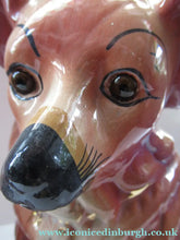 Load image into Gallery viewer, Large Bo'ness Pottery Victorian Staffordshire Ceramic Spaniels
