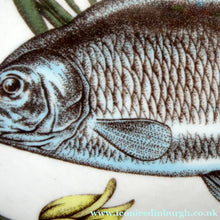 Load image into Gallery viewer, VILLEROY &amp; BOCH.  Fish Plate from the Atlantic Range. No 3: The Carp
