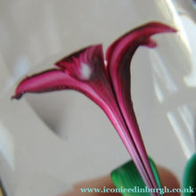 Load image into Gallery viewer, 1960s Strathearn Paperweight Lampwork Pink Flower and Faceted Panels Original Box Scottish Glass
