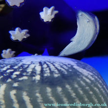 Load image into Gallery viewer, HUGE Caithness Glass Paperweight. FANTASY ISLAND: (Midnight Mountain)
