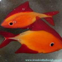 Load image into Gallery viewer, Vintage Italian Murano Glass GOLDFISH IN A BAG Model. Signed Oscar Zanetti
