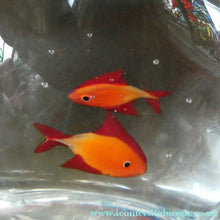 Load image into Gallery viewer, Vintage Italian Murano Glass GOLDFISH IN A BAG Model. Signed Oscar Zanetti
