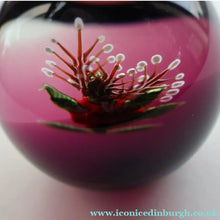 Load image into Gallery viewer, Vintage LIMITED EDITION 1990 Caithness Glass Paperweight. Entitled "Carnation" by William Manson

