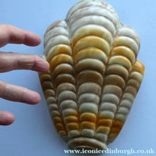 Load image into Gallery viewer, Shorter and Son Art Deco Ceramic Shell Wall Pocket

