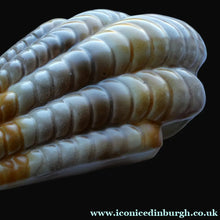 Load image into Gallery viewer, Shorter and Son Art Deco Ceramic Shell Wall Pocket

