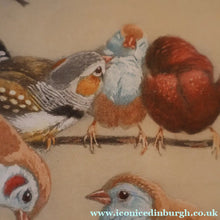 Load image into Gallery viewer, Pretty 1930s ORIGINAL Colour Etching of Little Birds Sitting on a Branch by Winifred Austen (1876 - 1964). Pencil
