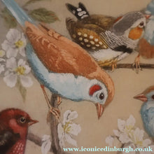 Load image into Gallery viewer, Pretty 1930s ORIGINAL Colour Etching of LIttle Birds on a Branch by Winifred Austen (1876 - 1964).  Pencil Signed
