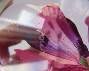 Margot Thompson Pot Pourri Scottish Caithness Glass Paperweight 1990