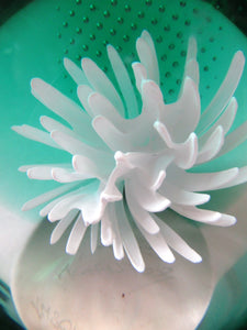 Scottish Paperweight Caithness Glass White Aster 1999