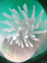 Load image into Gallery viewer, Scottish Paperweight Caithness Glass White Aster 1999
