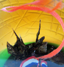 Load image into Gallery viewer, Helen Macdonald Scottish Paperweight Liberte Les Miserables Caithness Glass
