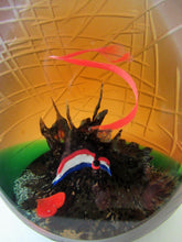 Load image into Gallery viewer, Helen Macdonald Scottish Paperweight Liberte Les Miserables Caithness Glass
