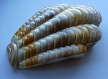 Load image into Gallery viewer, Shorter and Son Art Deco Ceramic Shell Wall Pocket
