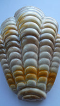 Load image into Gallery viewer, Shorter and Son Art Deco Ceramic Shell Wall Pocket
