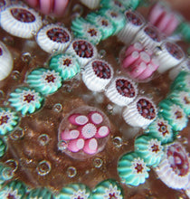 Load image into Gallery viewer, Vintage Murano Italian Glass Paperweight with Gold Aventurine and Millefiori
