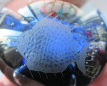 Load image into Gallery viewer, 1972 Caithness Paperweight with Engraved Fish. Colin Terris Limited Edition
