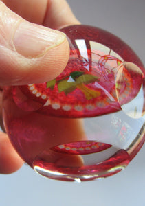 Caithness Glass Miniature Paperweight. Scottish Glass Daffodil
