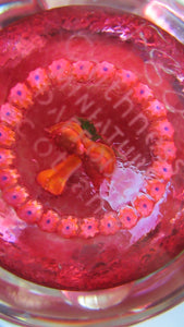 Caithness Glass Miniature Paperweight. Scottish Glass Daffodil