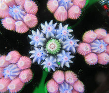 Load image into Gallery viewer, 1970s Perthshire Paperweight with Star-Shaped Clusters on Transluscent Emerald Green Base
