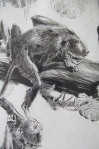 1920s Etching Revival Drypoint by Leonard Robert Brightwell. Monkeys. The Social Climber