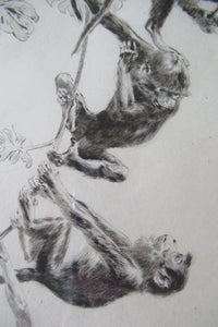 1920s Etching Revival Drypoint by Leonard Robert Brightwell. Monkeys. The Social Climber