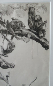 1920s Etching Revival Drypoint by Leonard Robert Brightwell. Monkeys. The Social Climber