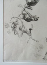 Load image into Gallery viewer, 1920s Etching Revival Drypoint by Leonard Robert Brightwell. Monkeys. The Social Climber
